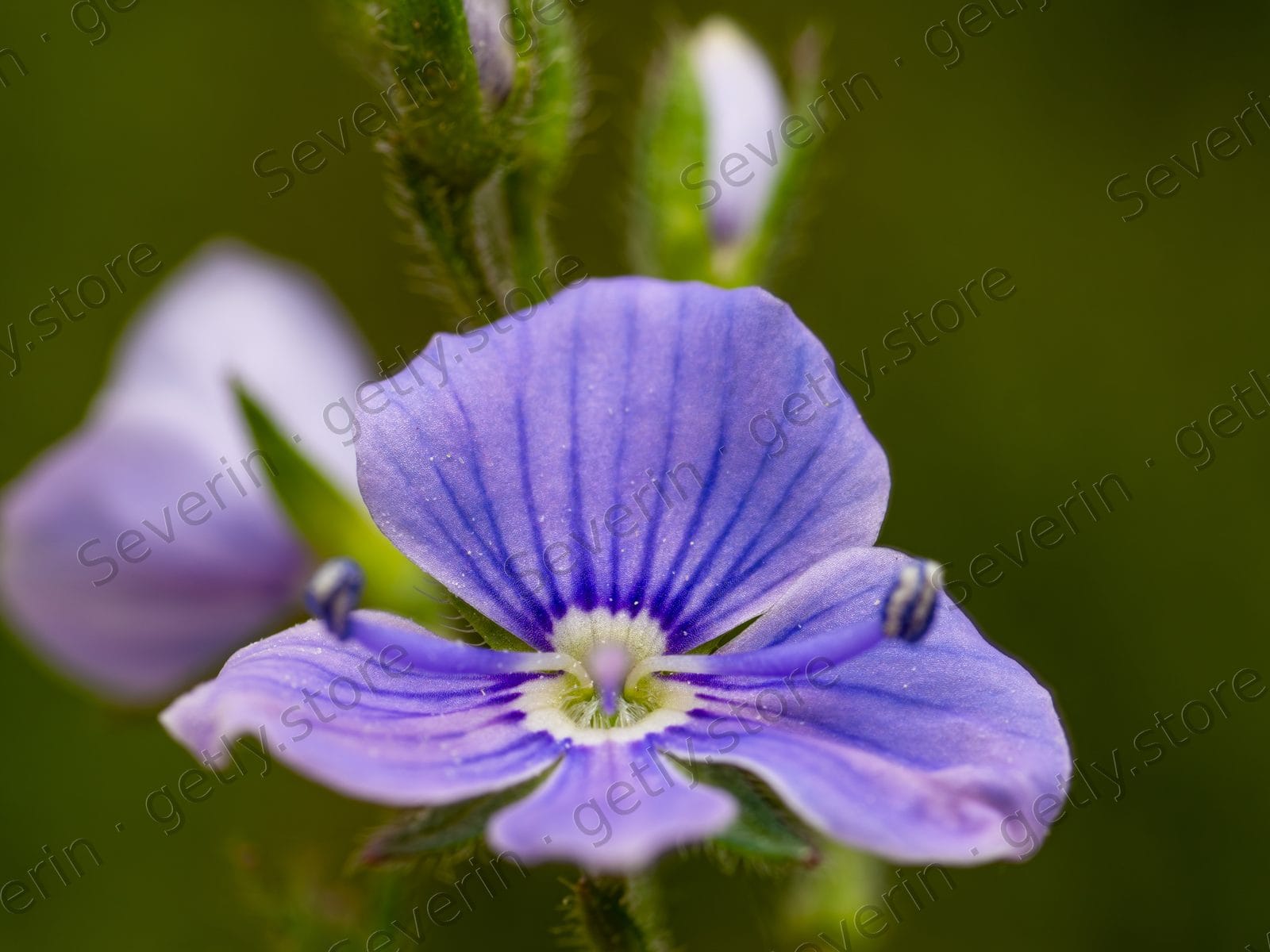 Tiny purple speedwell wildflower close-up