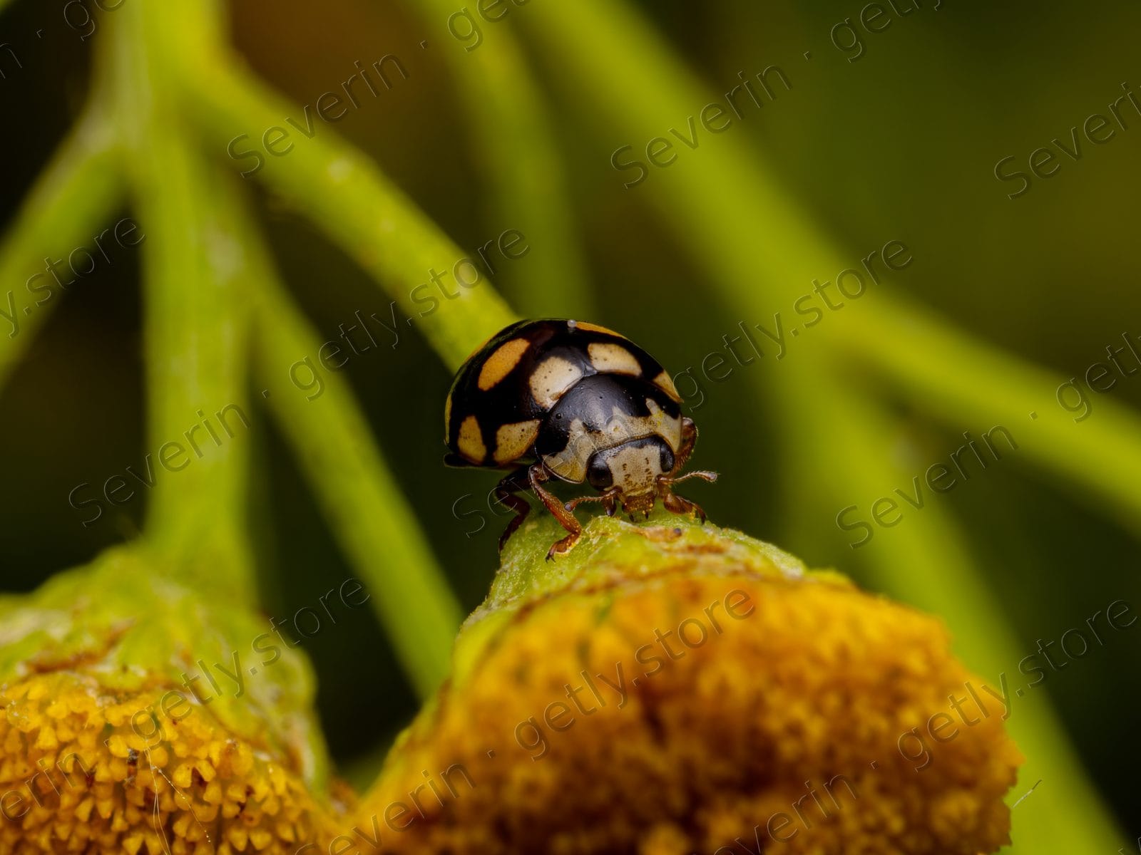 Fourteen-spot ladybug on a yellow flower bud