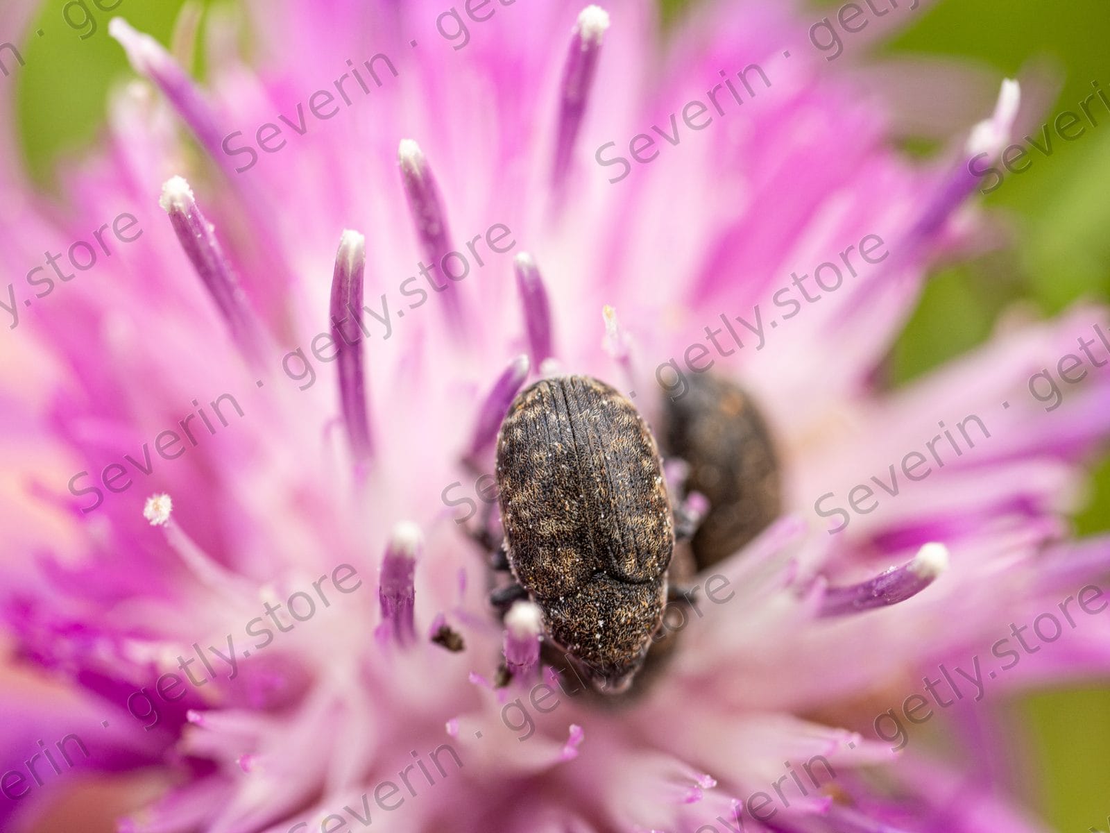 Dark textured beetle nestled in a purple flower
