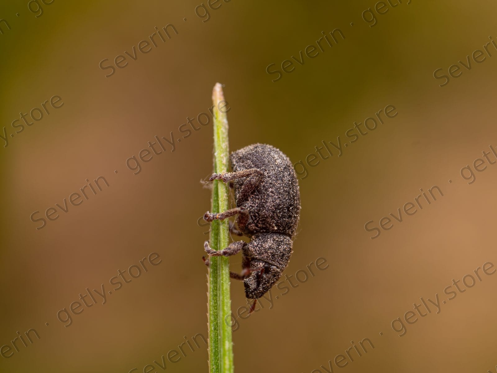 Tiny dark weevil clinging to a green stem