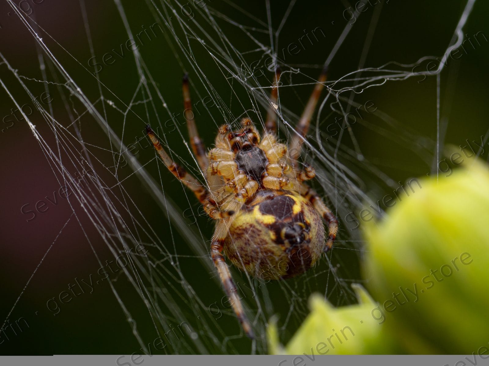 Brown orb-weaver spider sitting in its web