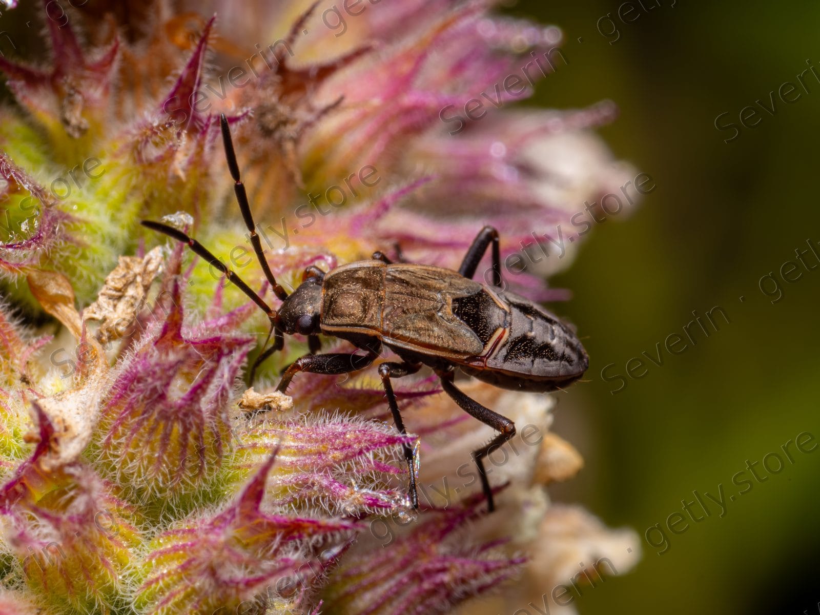 Brown true bug on pink and purple flower buds