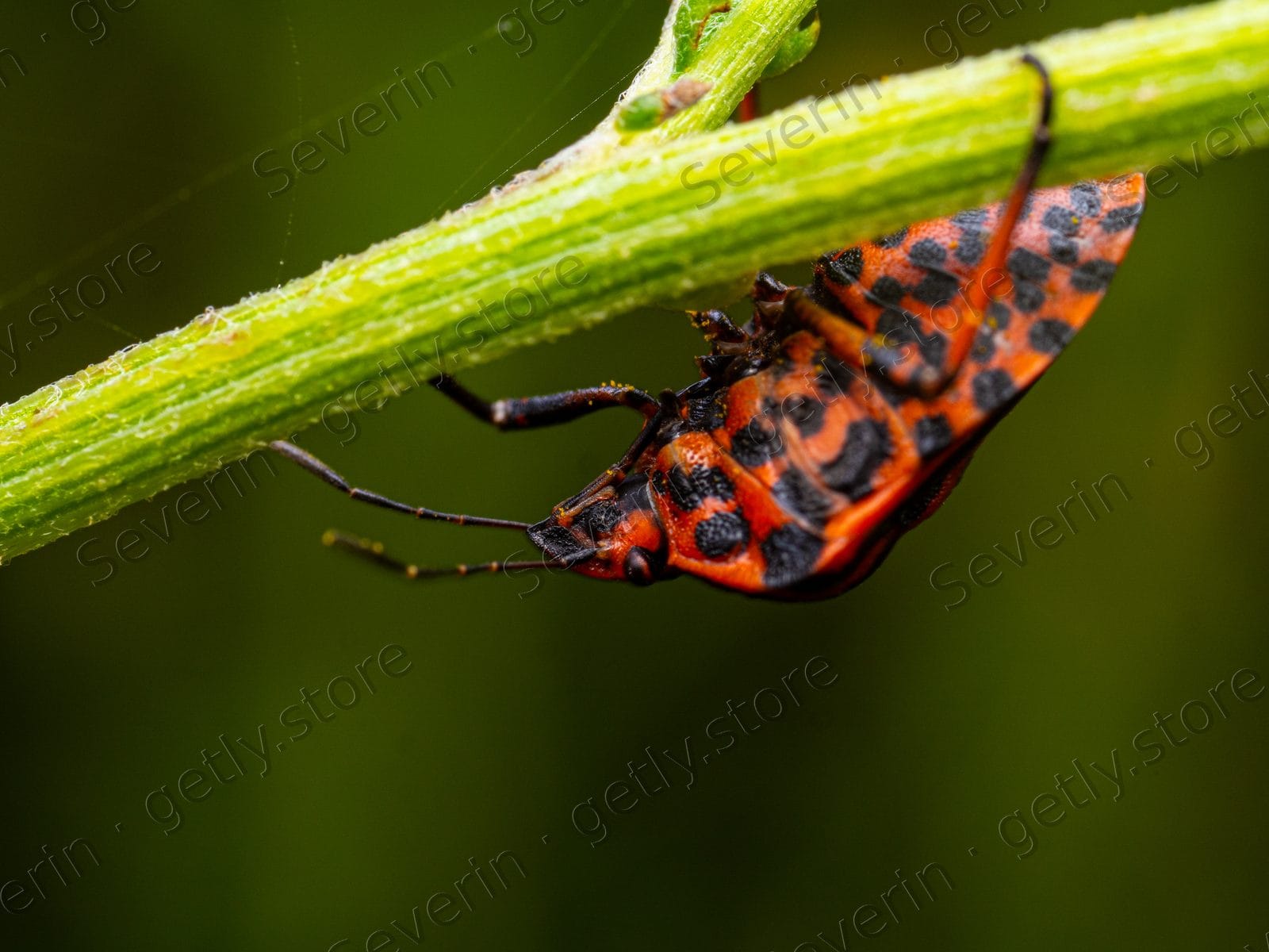 Red and black spotted bug on a green stem