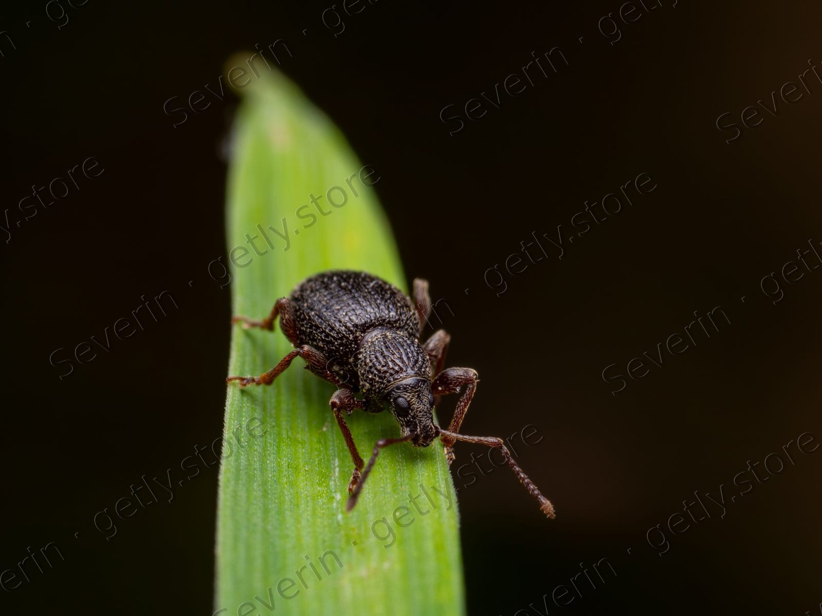 Small dark beetle on a narrow green leaf