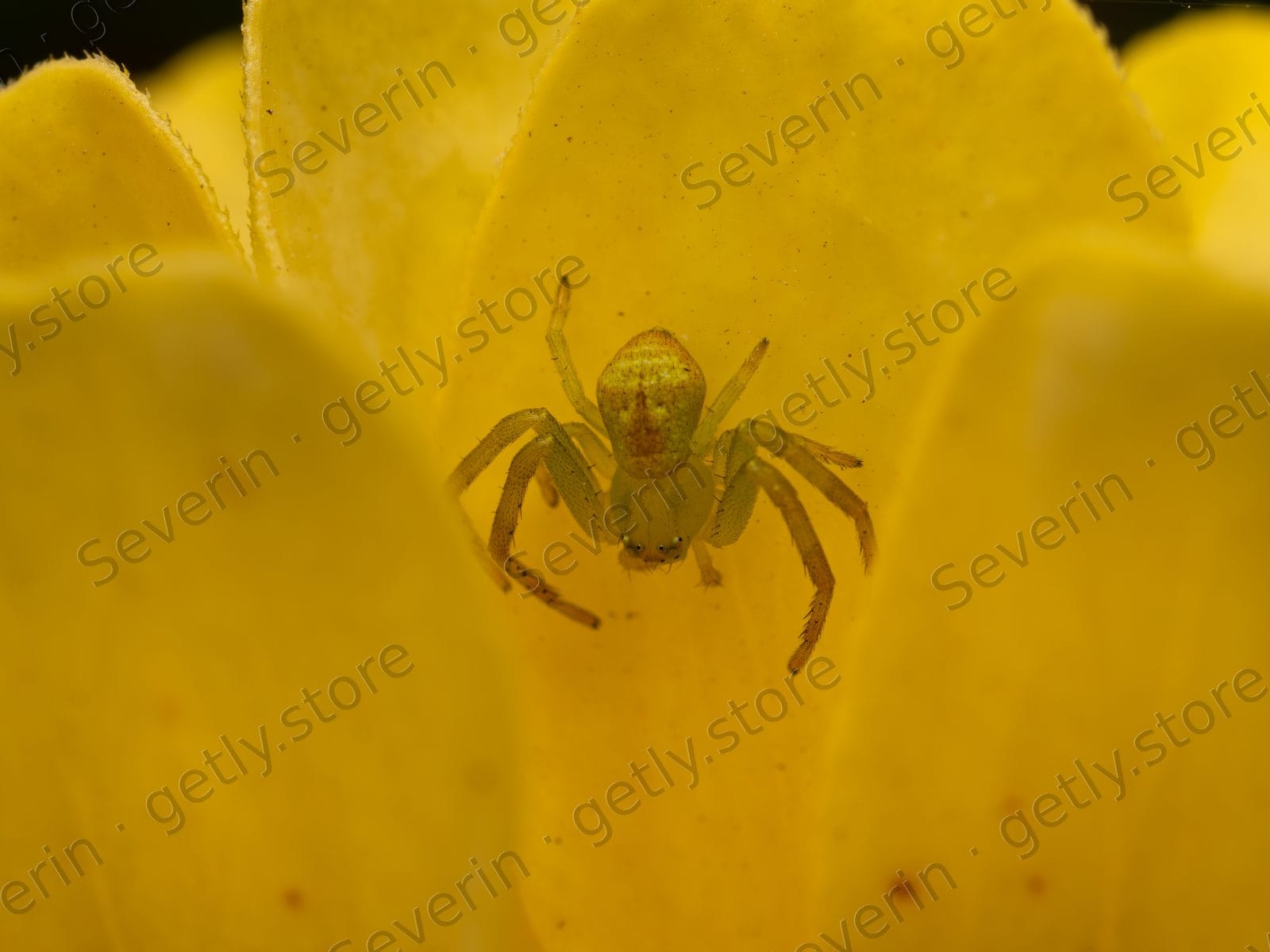 Green crab spider ambush on a yellow flower