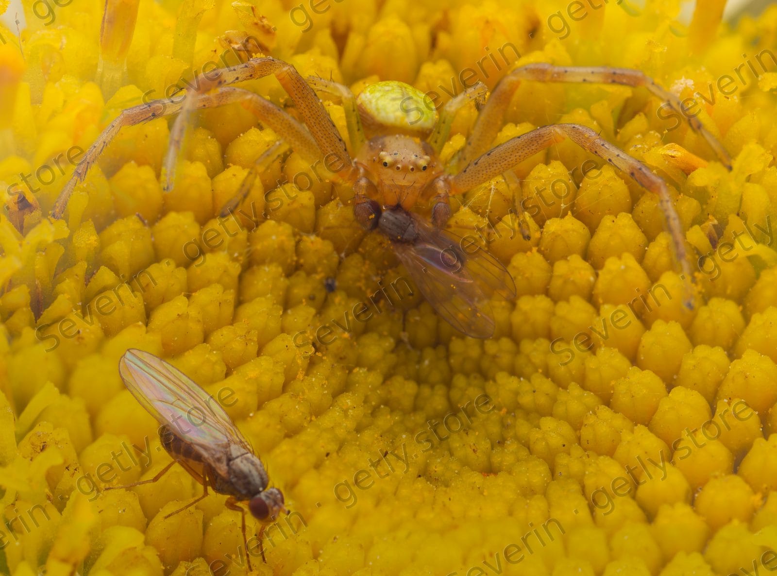 Crab spider stalking a fly on a yellow flower