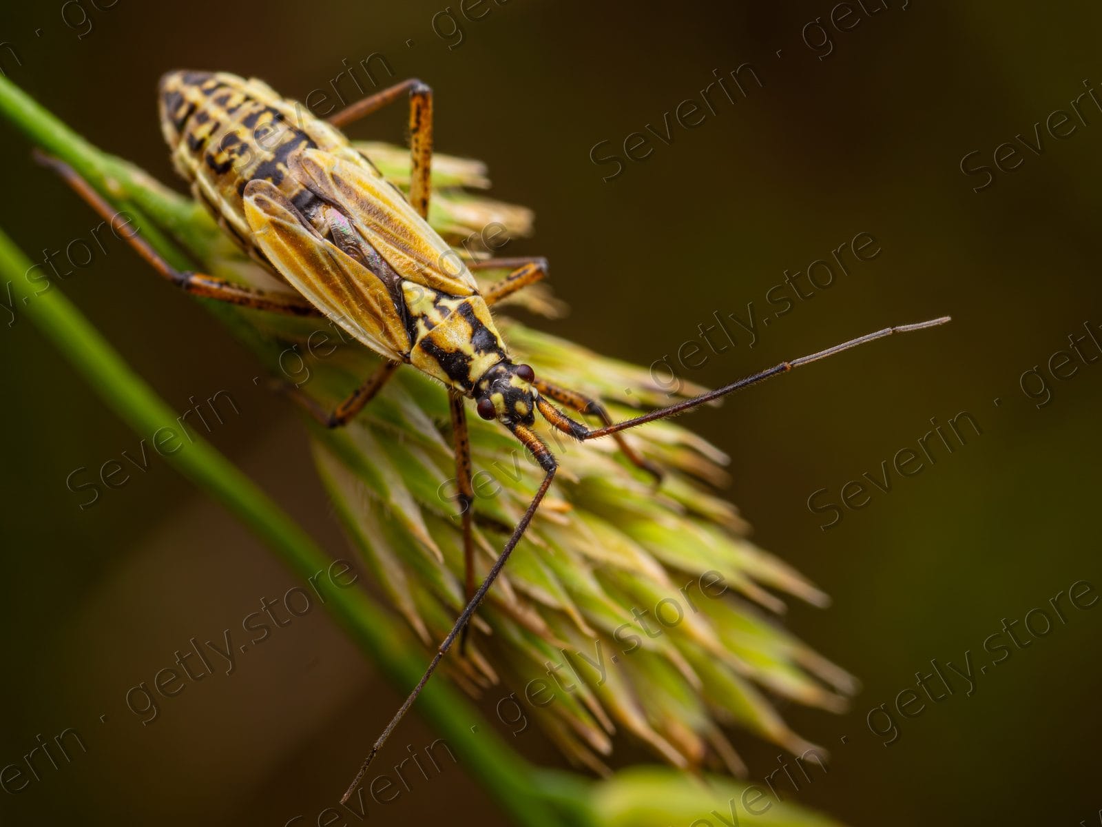 Striped true bug on a green grass head
