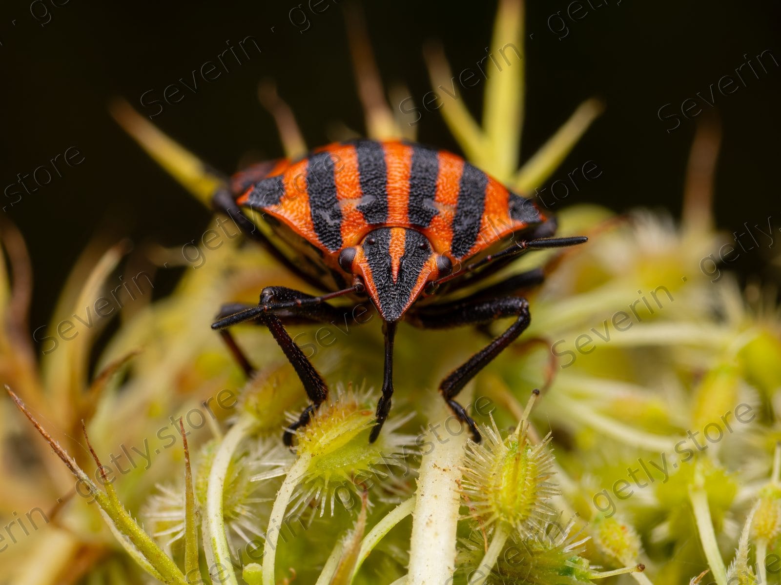 Striped shield bug on spiky green flower buds