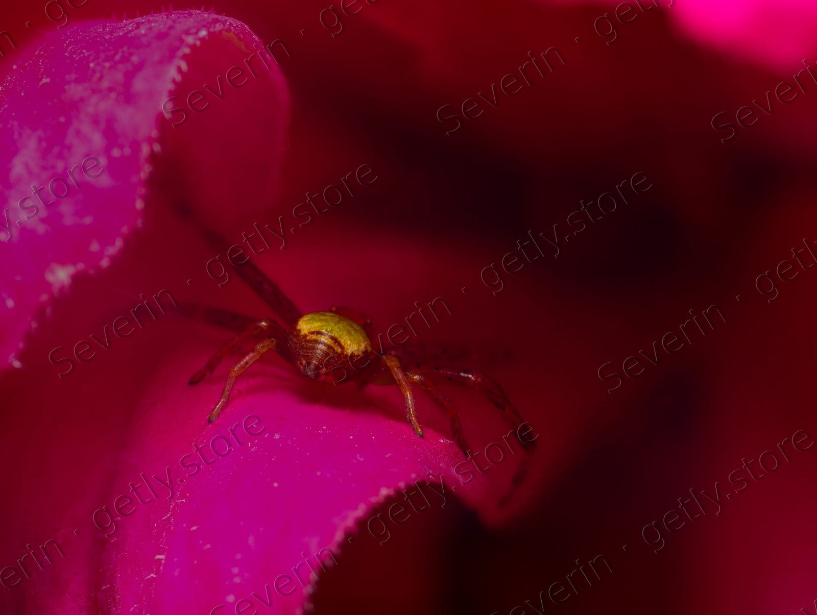 Tiny spider hidden inside a magenta flower