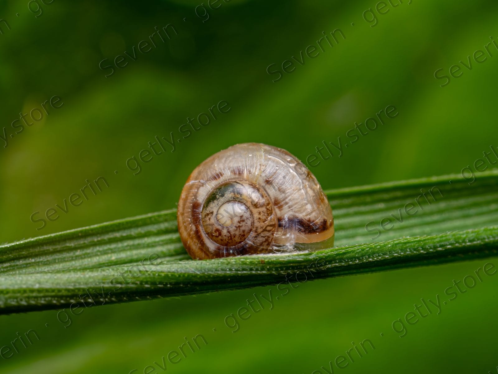 Tiny snail shell on a blade of grass