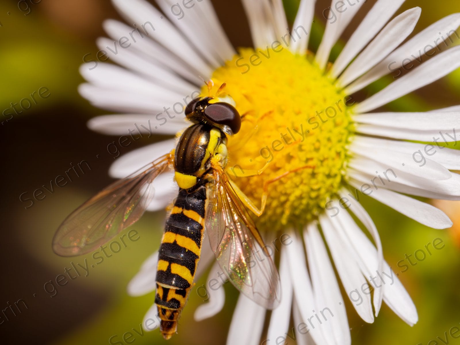 Hoverfly on the center of a white daisy