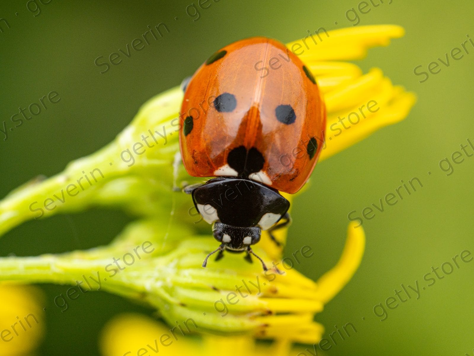 Seven-spot ladybug on yellow flower petals