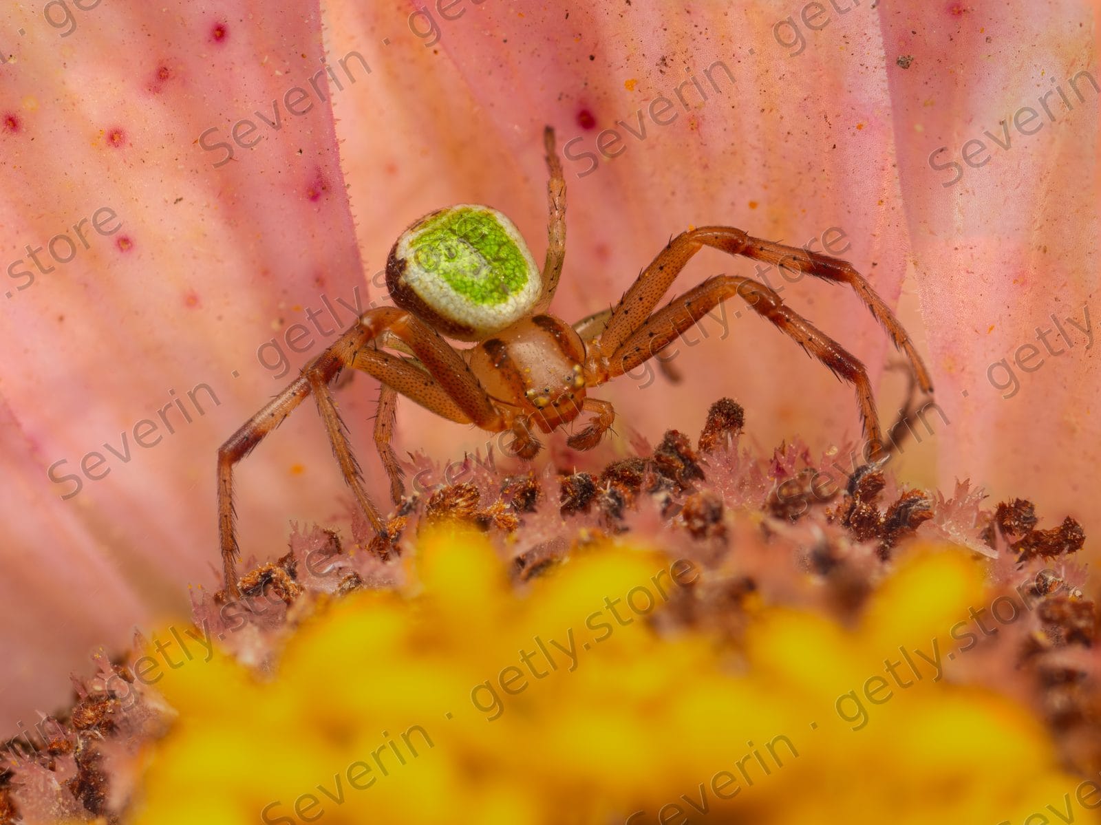 Green crab spider on a pink and yellow flower
