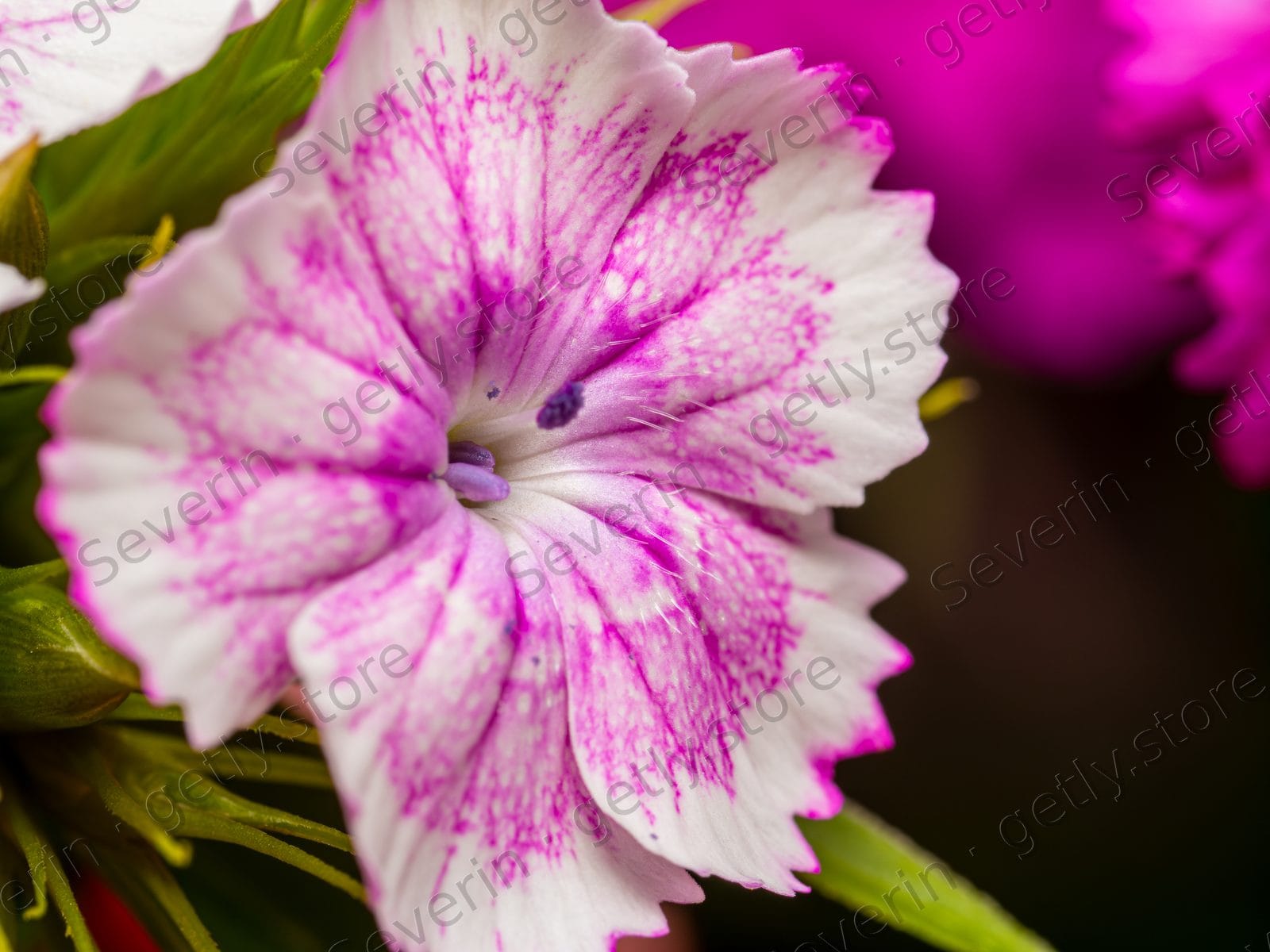 Pink and white fringed Dianthus bloom