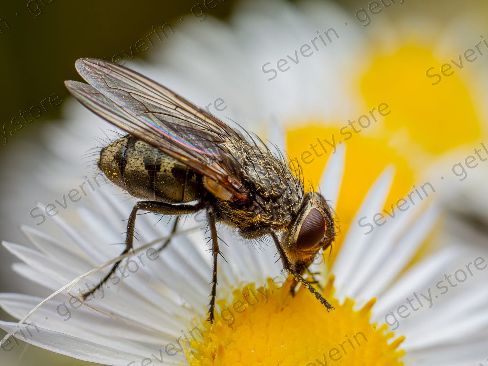 Metallic fly perched on a white daisy