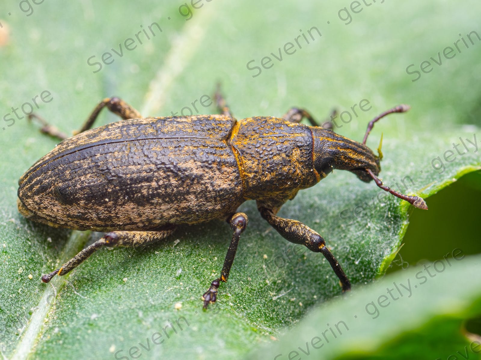 Speckled broad-nosed weevil on a green leaf