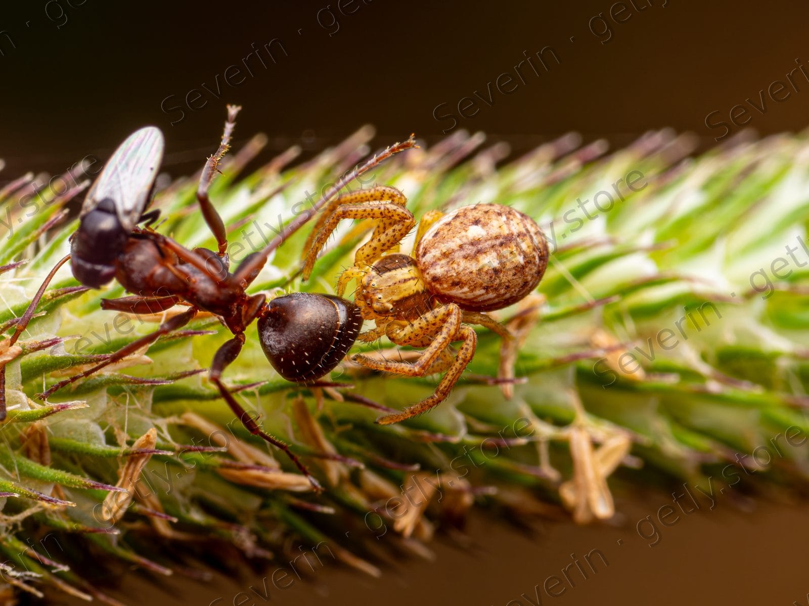 Crab spider with ant prey on dry grass