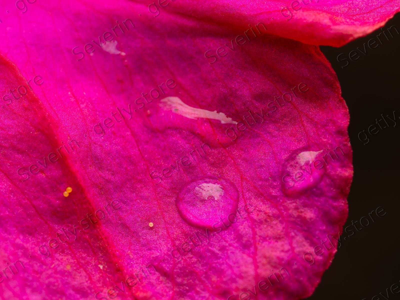 Pink flower petal with clear water droplets