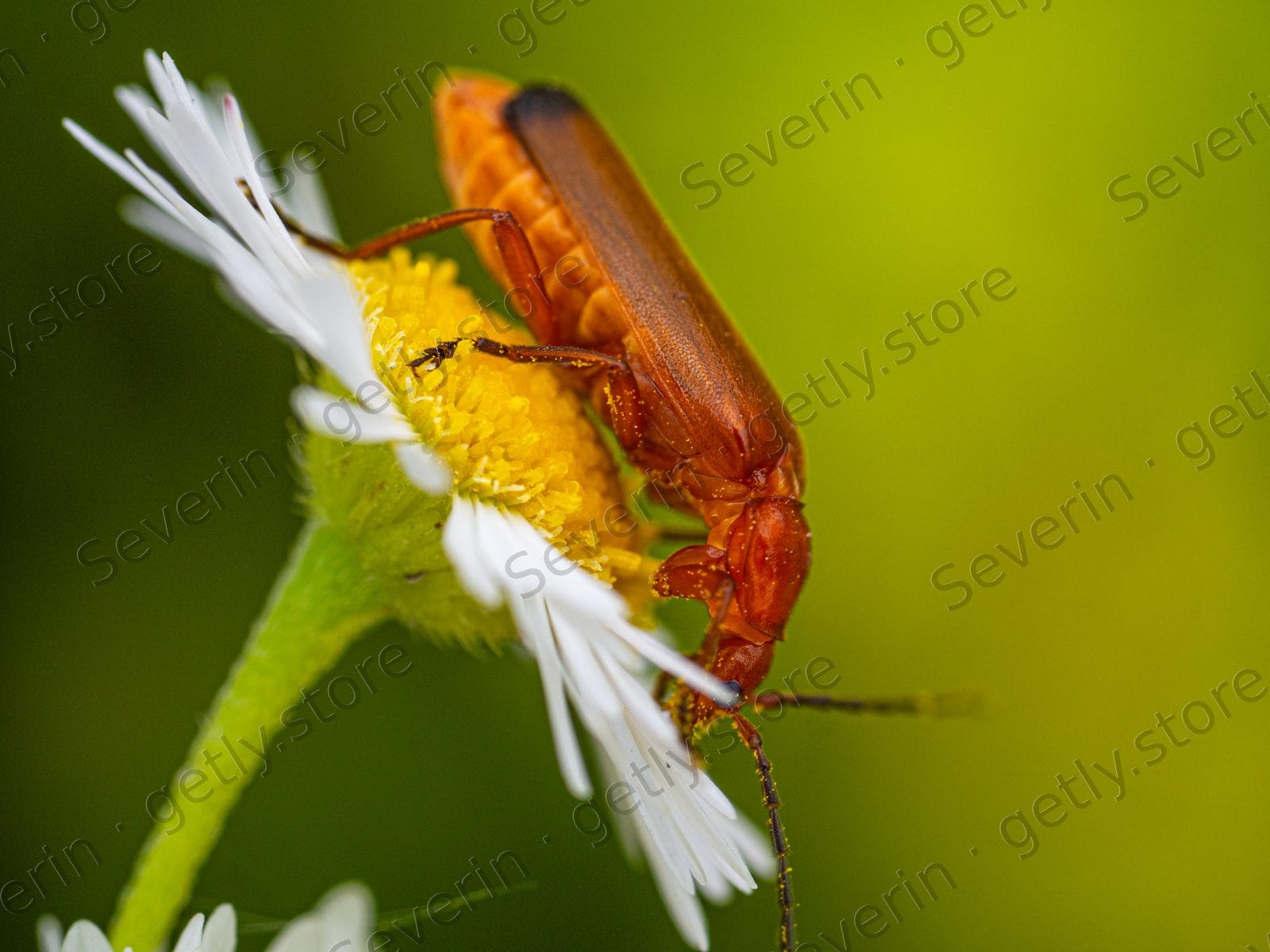 Orange soldier beetle on a white daisy