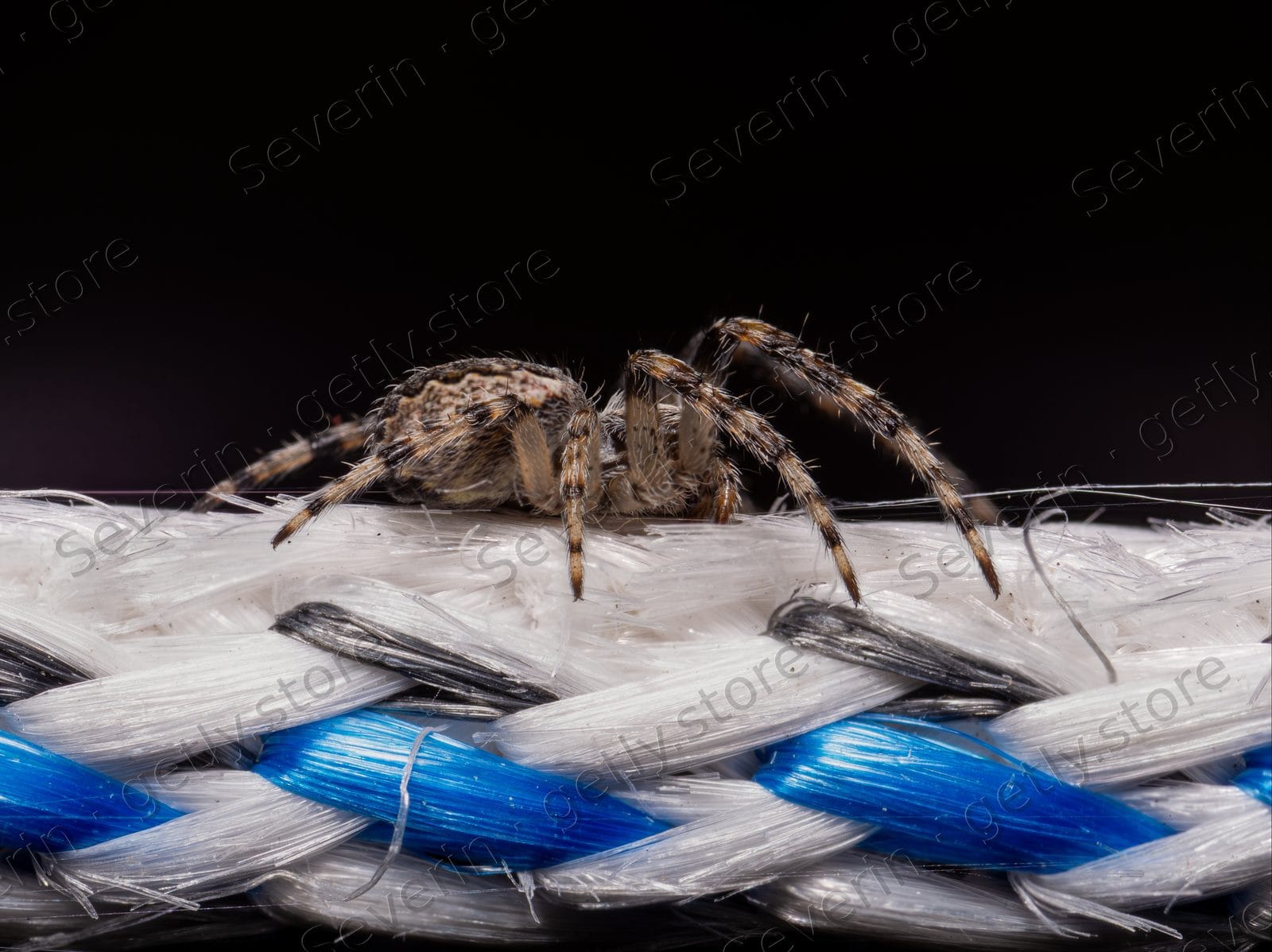 Brown spider on a blue and white braided rope