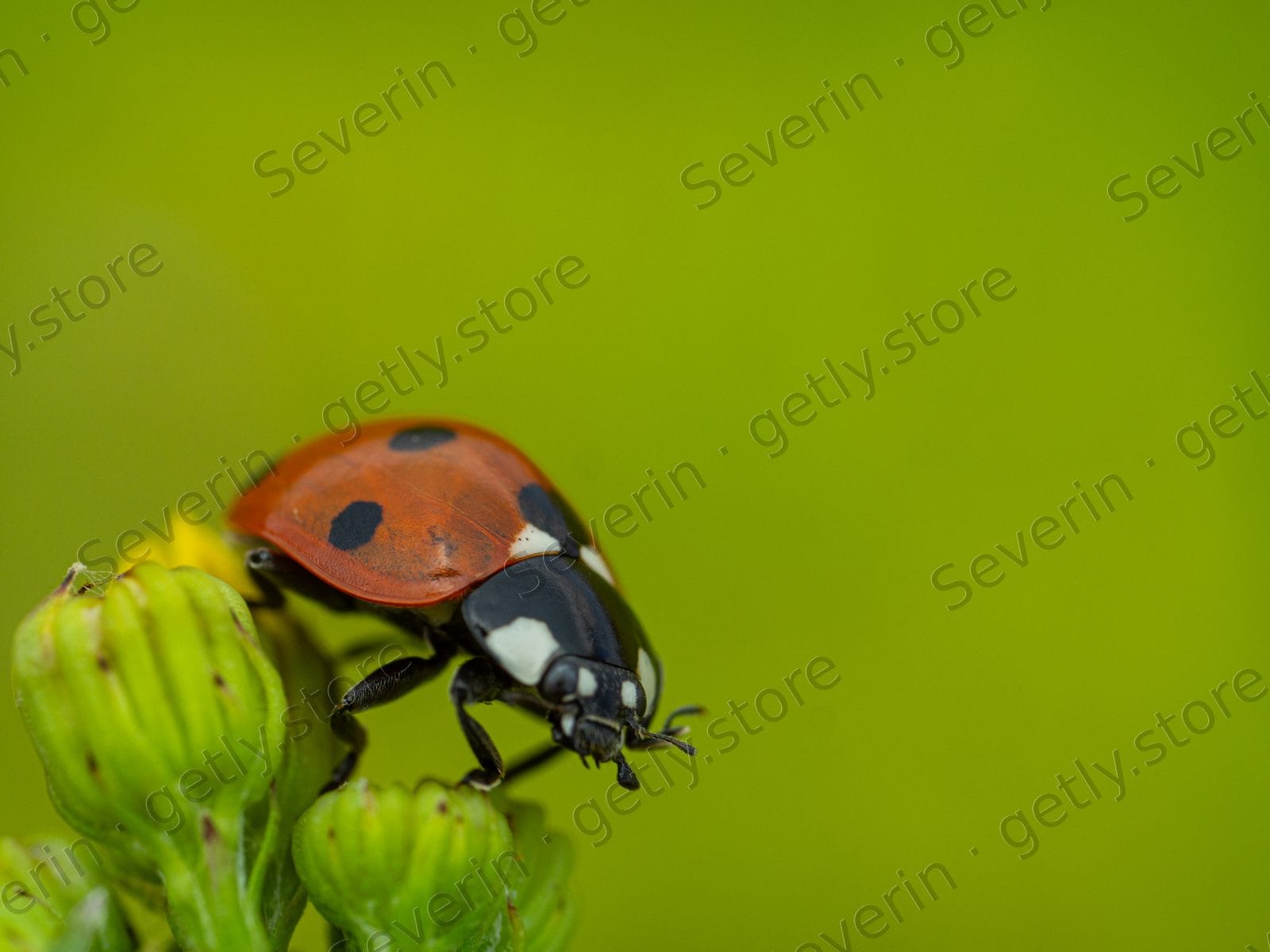 Seven-spot ladybug crawling on green buds