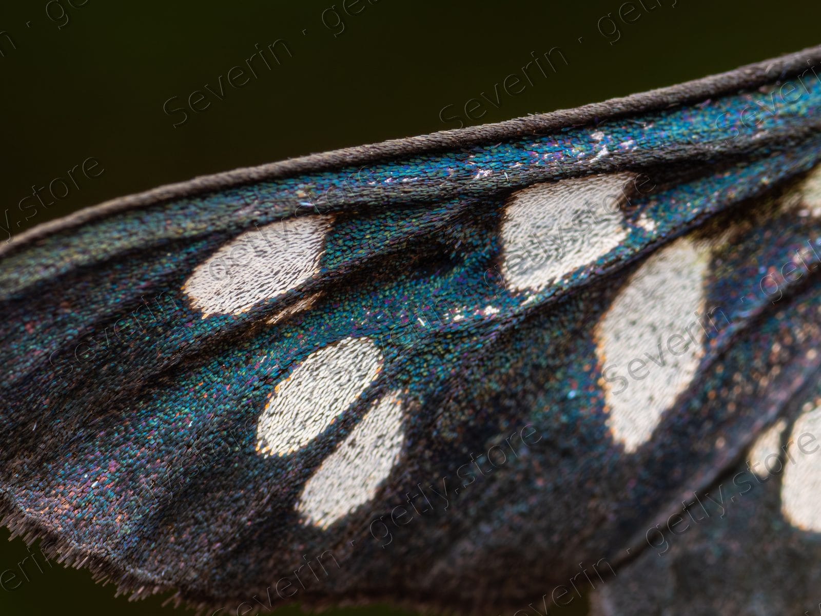Macro detail of a black moth wing with white spots