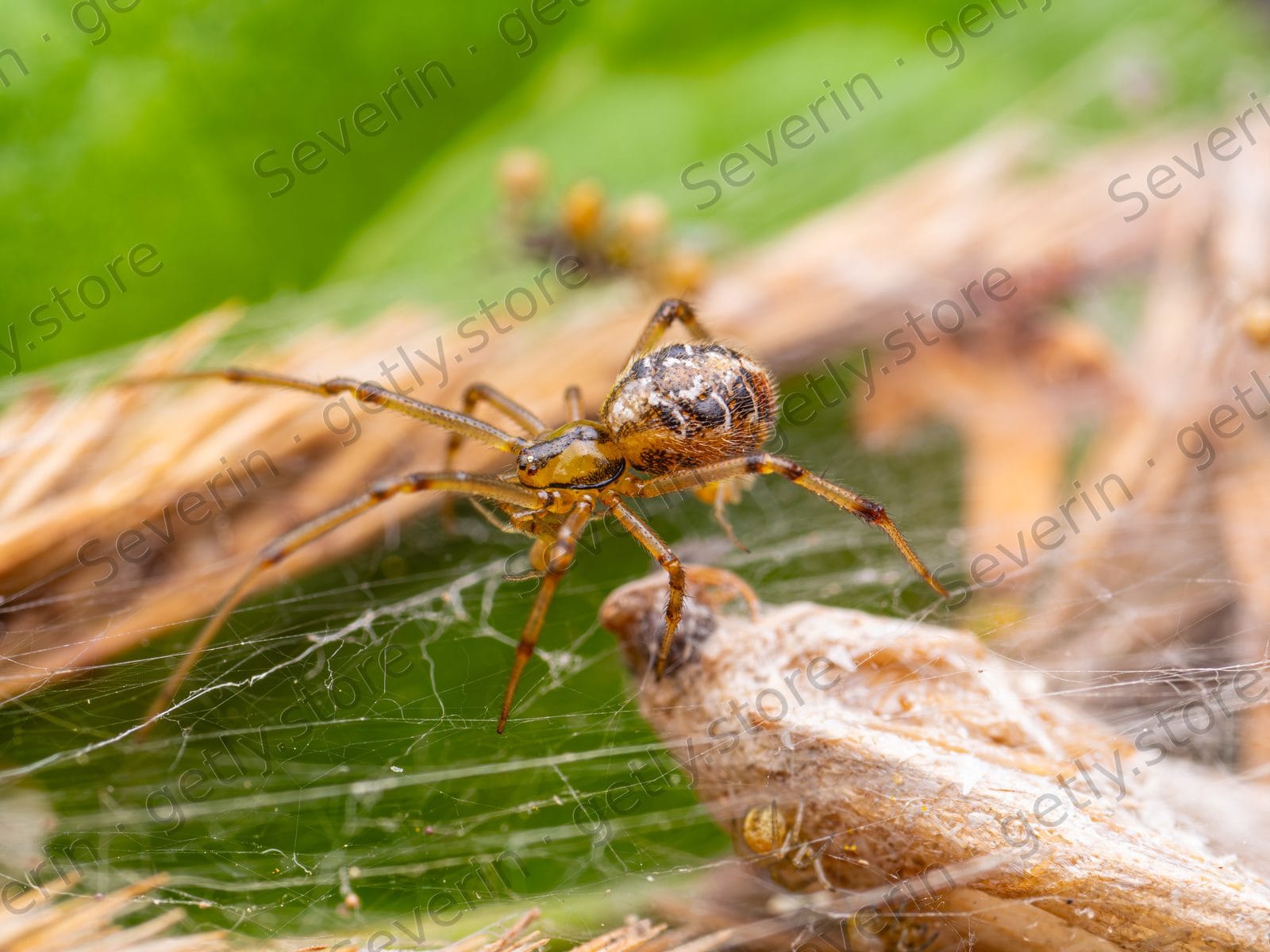 Small spider in a web on a green leaf