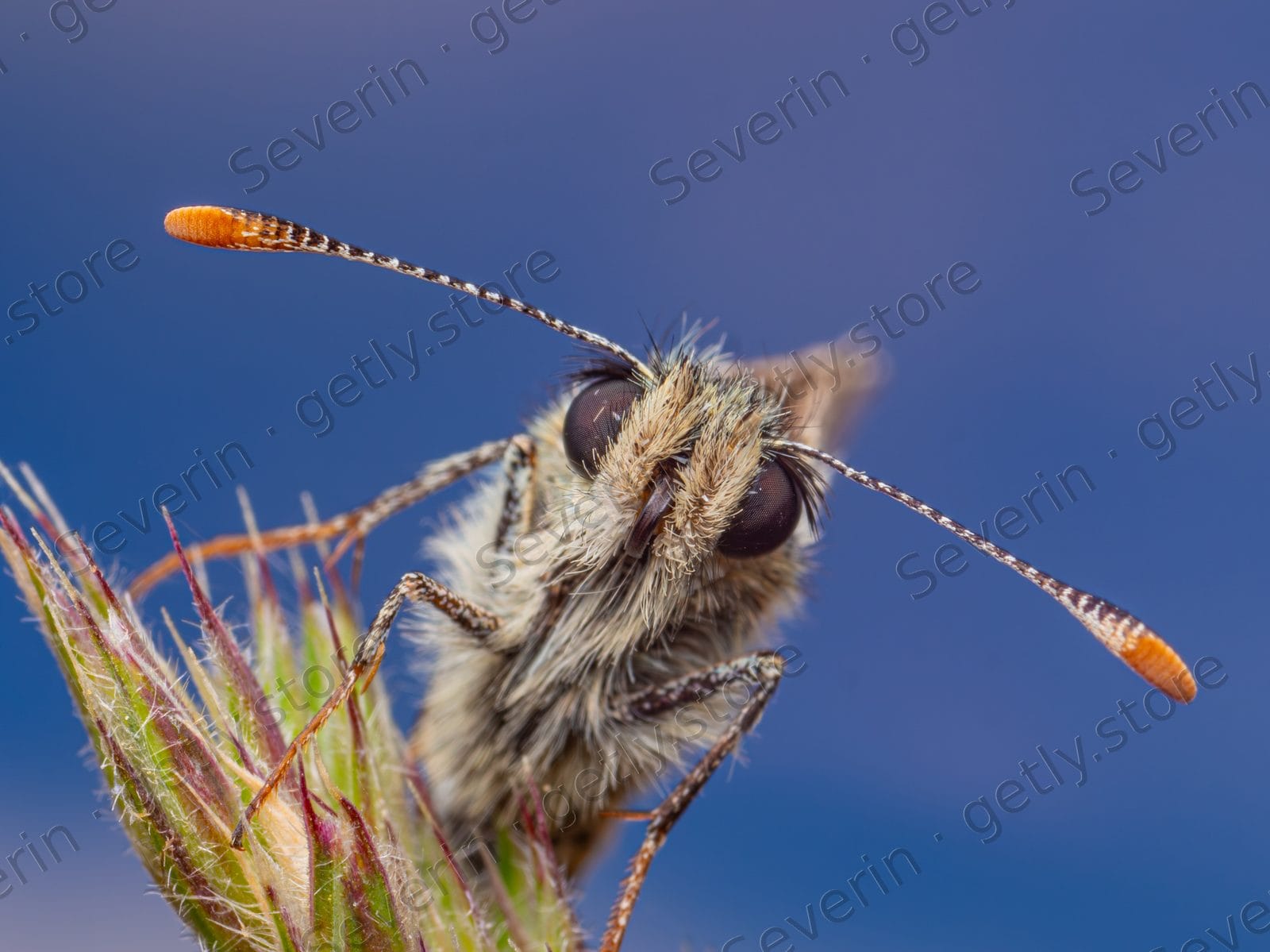 Head-on portrait of a skipper butterfly