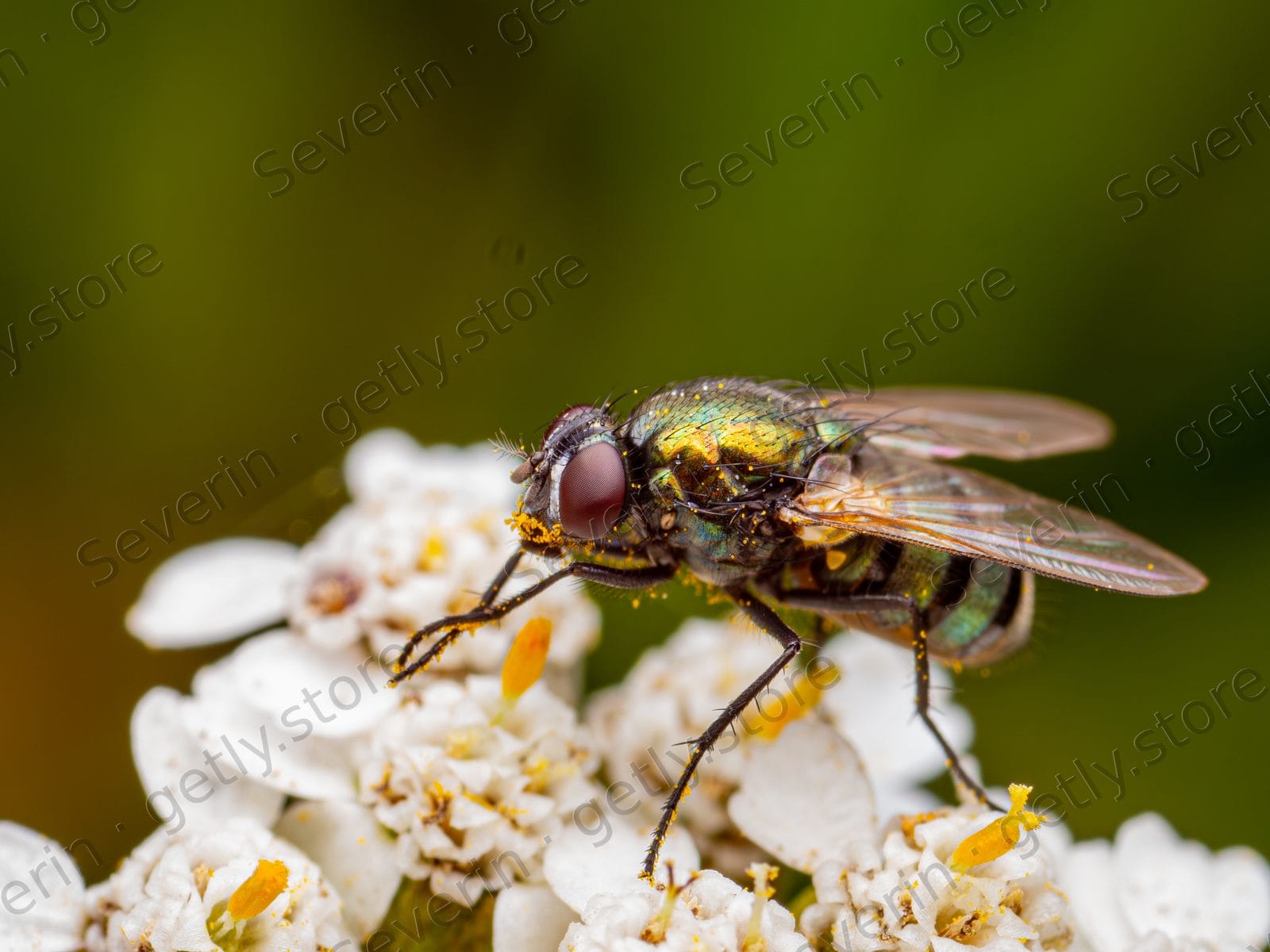 Metallic green blowfly on tiny white flowers