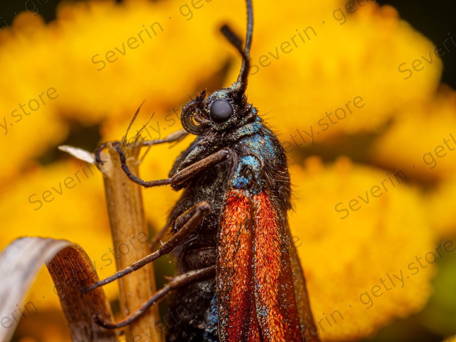 Extreme macro of a burnet moth on yellow bloom