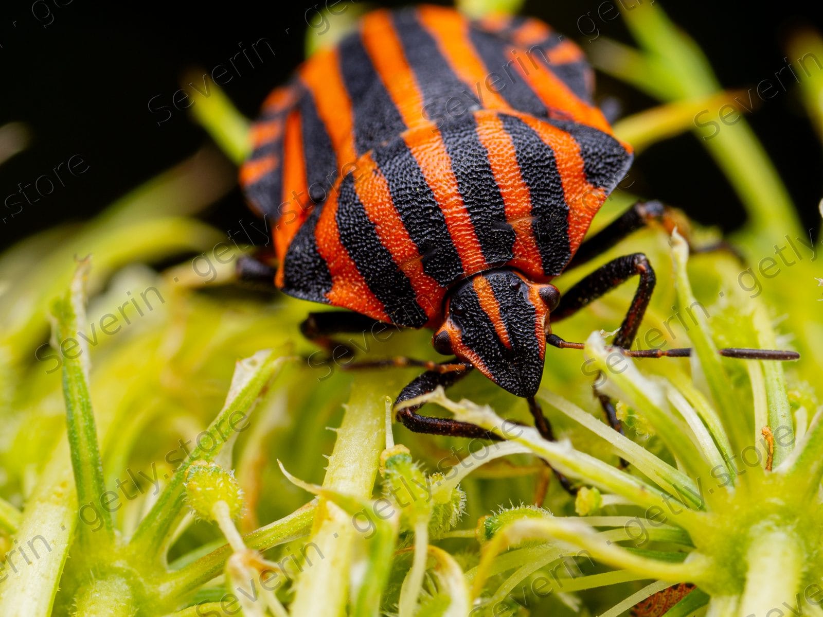 Italian striped shield bug among green spikes