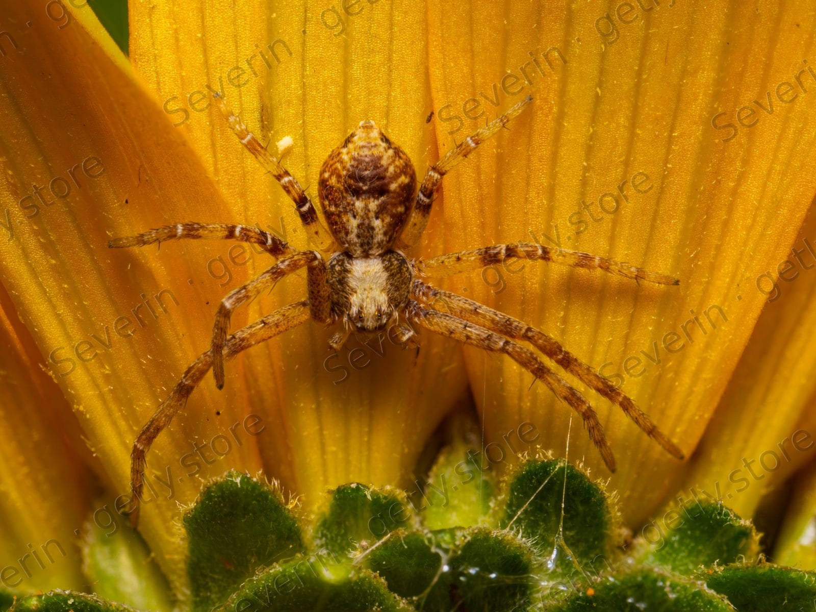 Tan spider in the center of a yellow flower