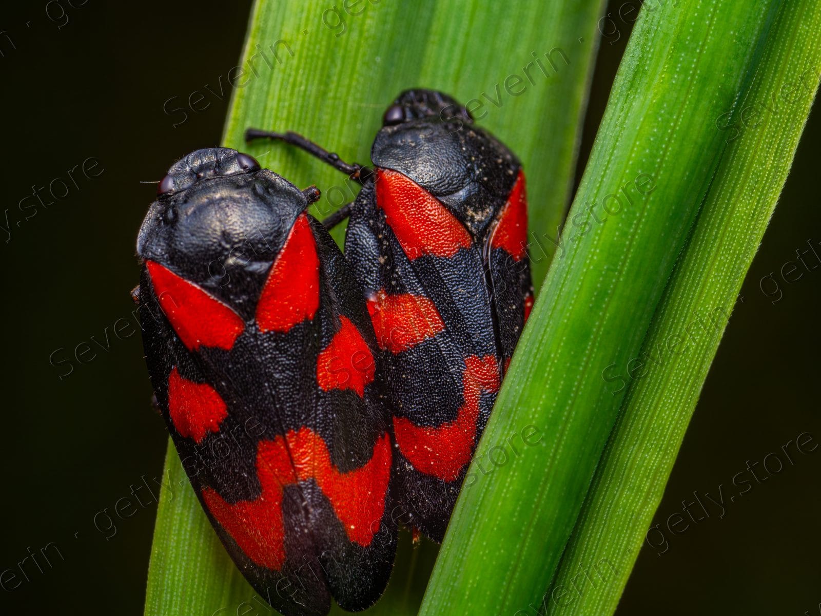 Pair of red and black firebugs on a grass blade