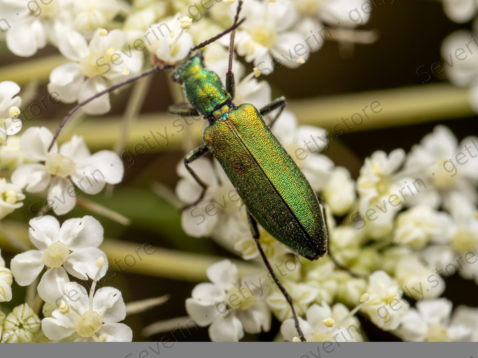 Iridescent green beetle on white cow parsley