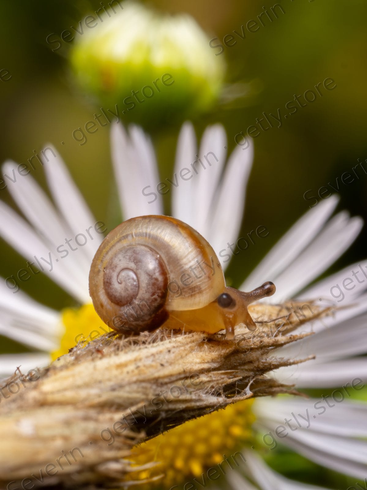 Garden snail crawling on a dry plant stalk