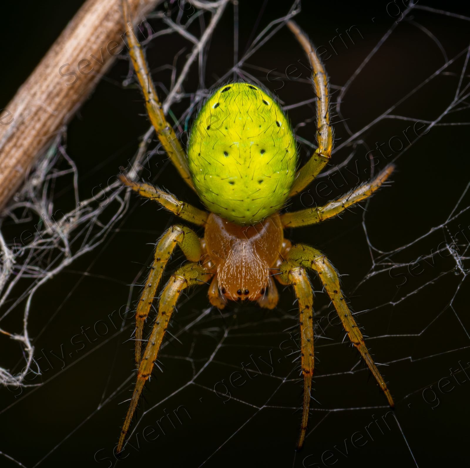 Cucumber green spider sitting in its web