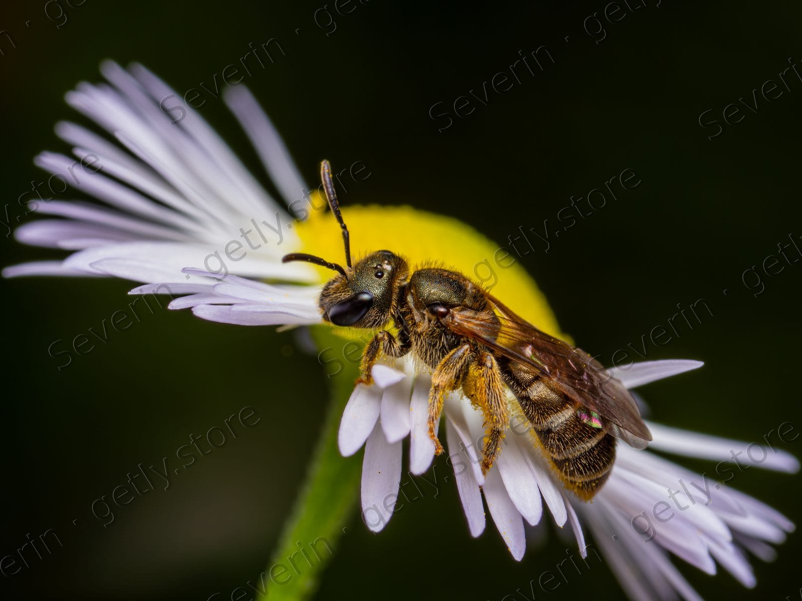 Solitary bee on a white and purple daisy