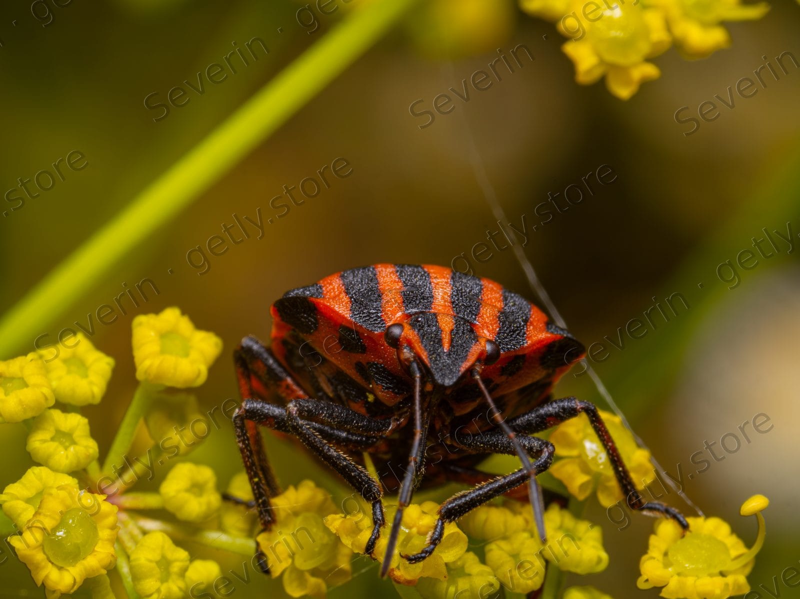 Striped shield bug on yellow flower heads