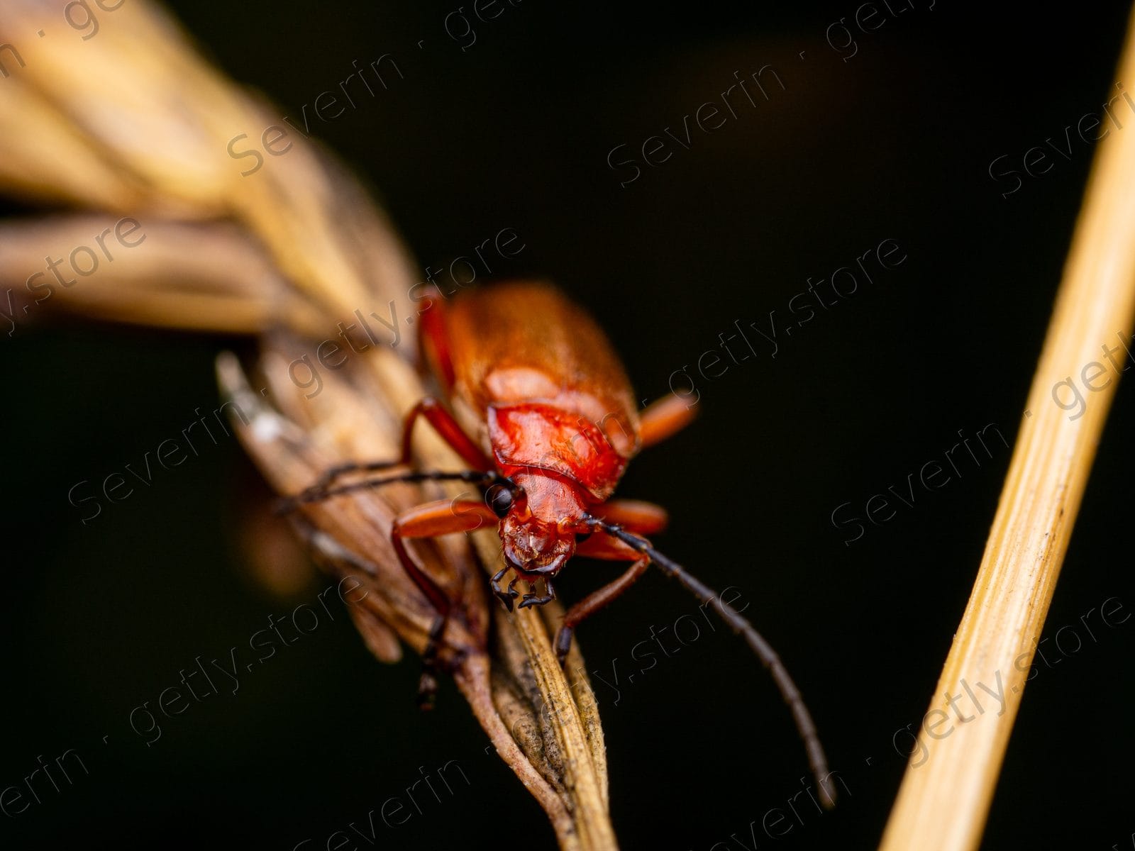 Orange beetle on a dried plant seed head