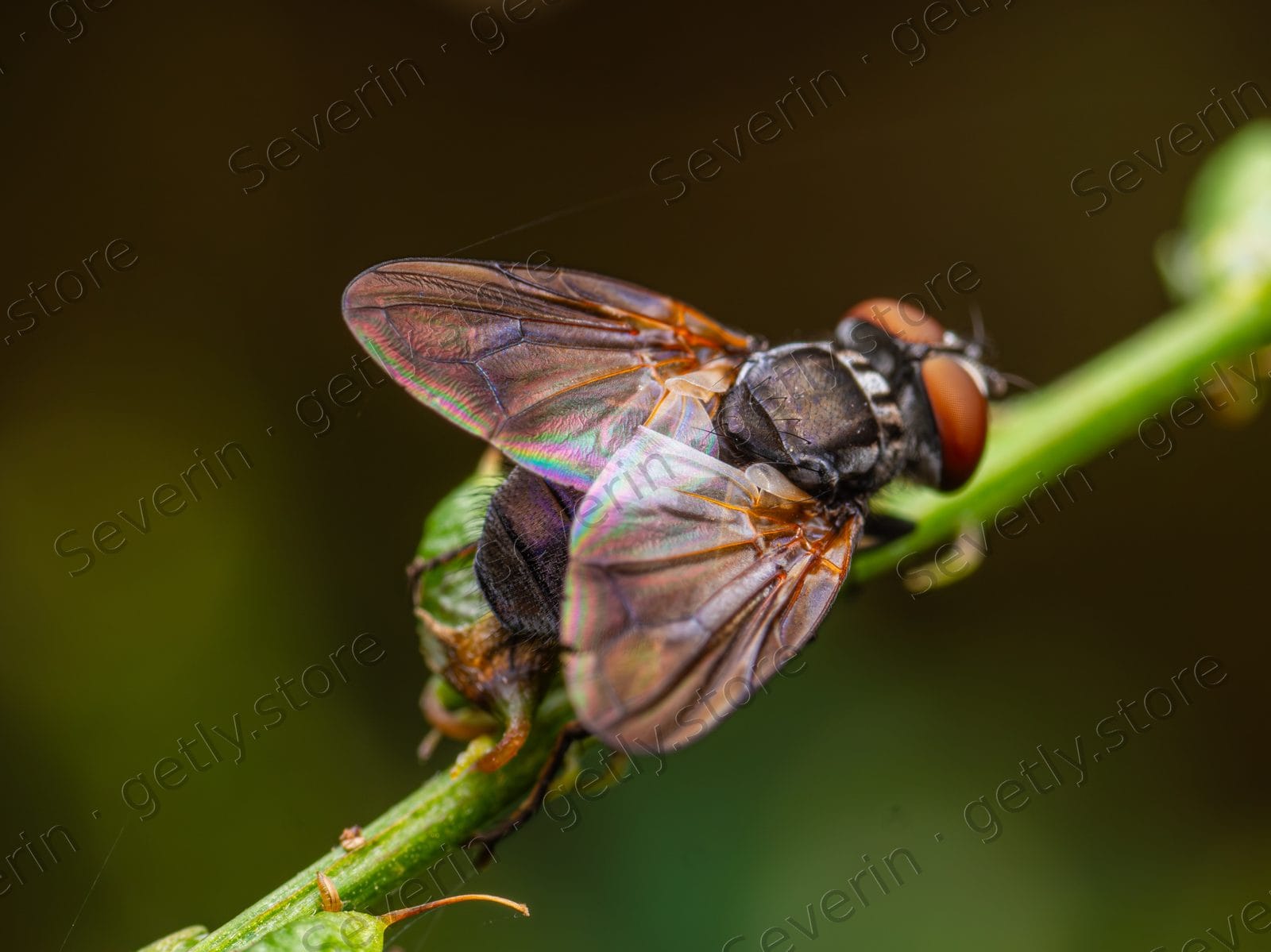 Red-headed fly with iridescent wings on a stem