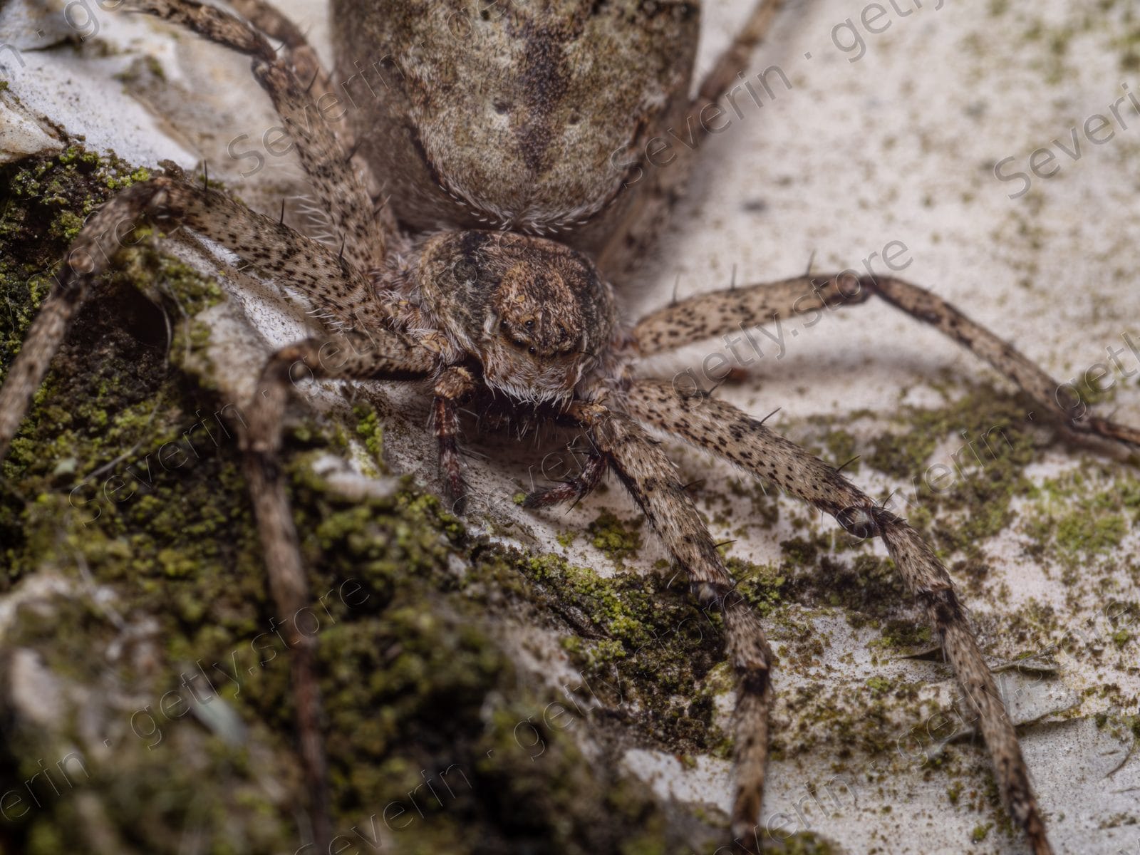 Extreme macro of a spider on tree bark
