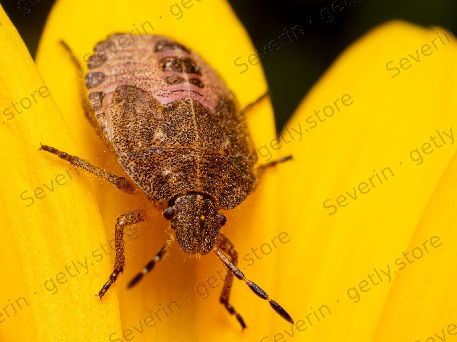 Mottled brown shield bug on a yellow petal