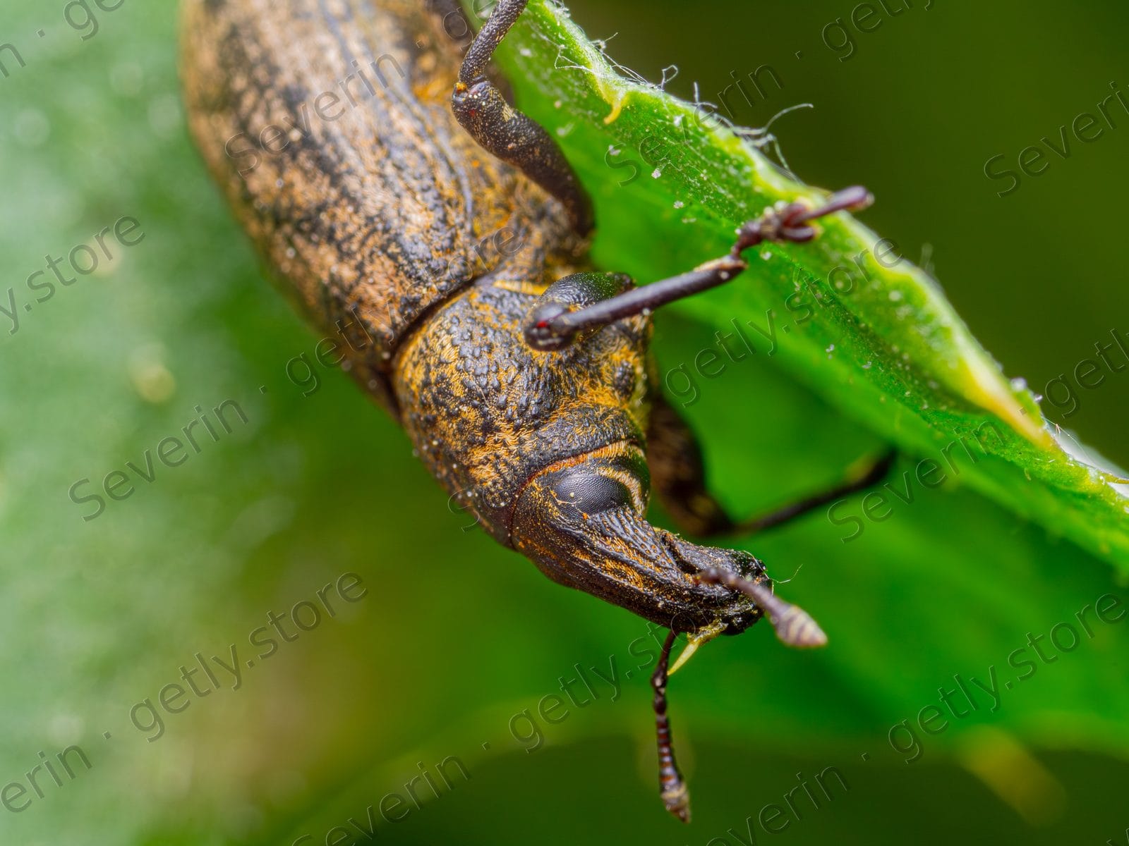 Brown weevil perched on a green leaf edge
