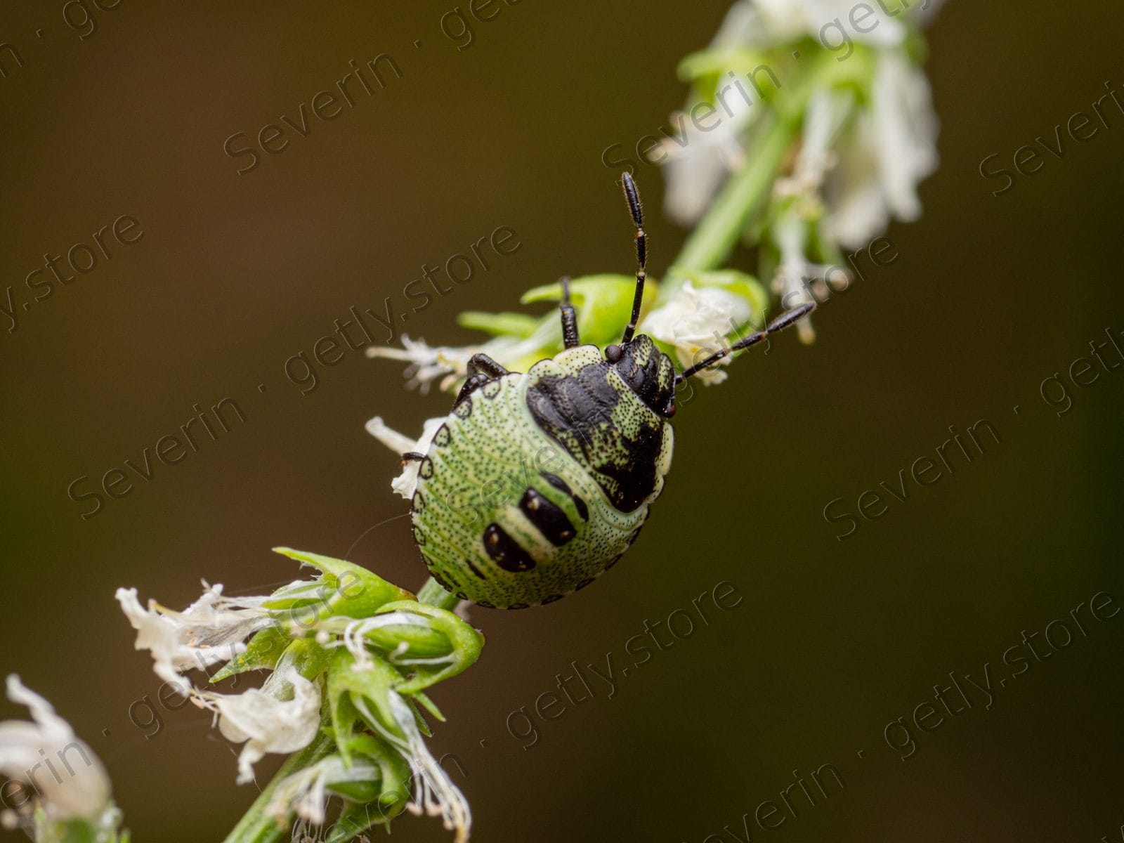 Green shield bug nymph on tiny white flowers