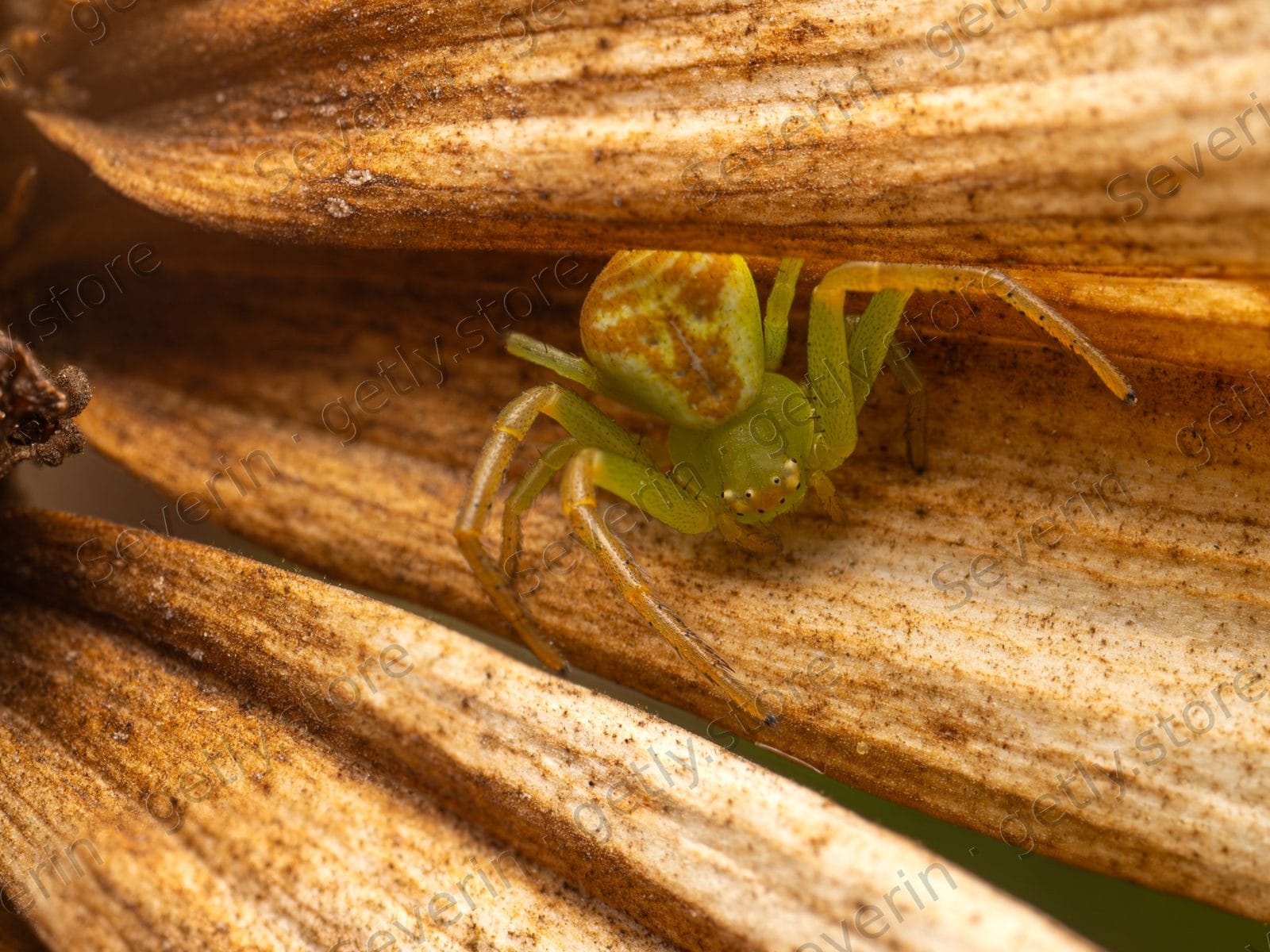 Green crab spider hidden in dry brown petals