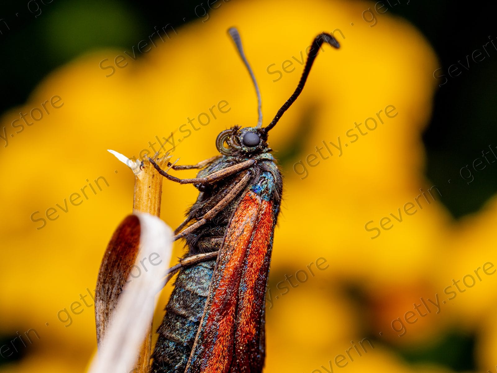 Side view of a burnet moth on a yellow flower