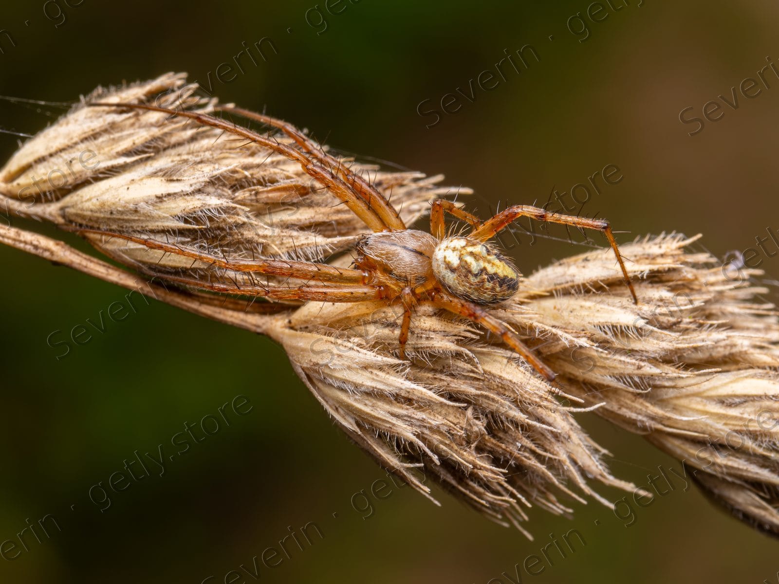 Brown spider crawling on a dry twisted stalk