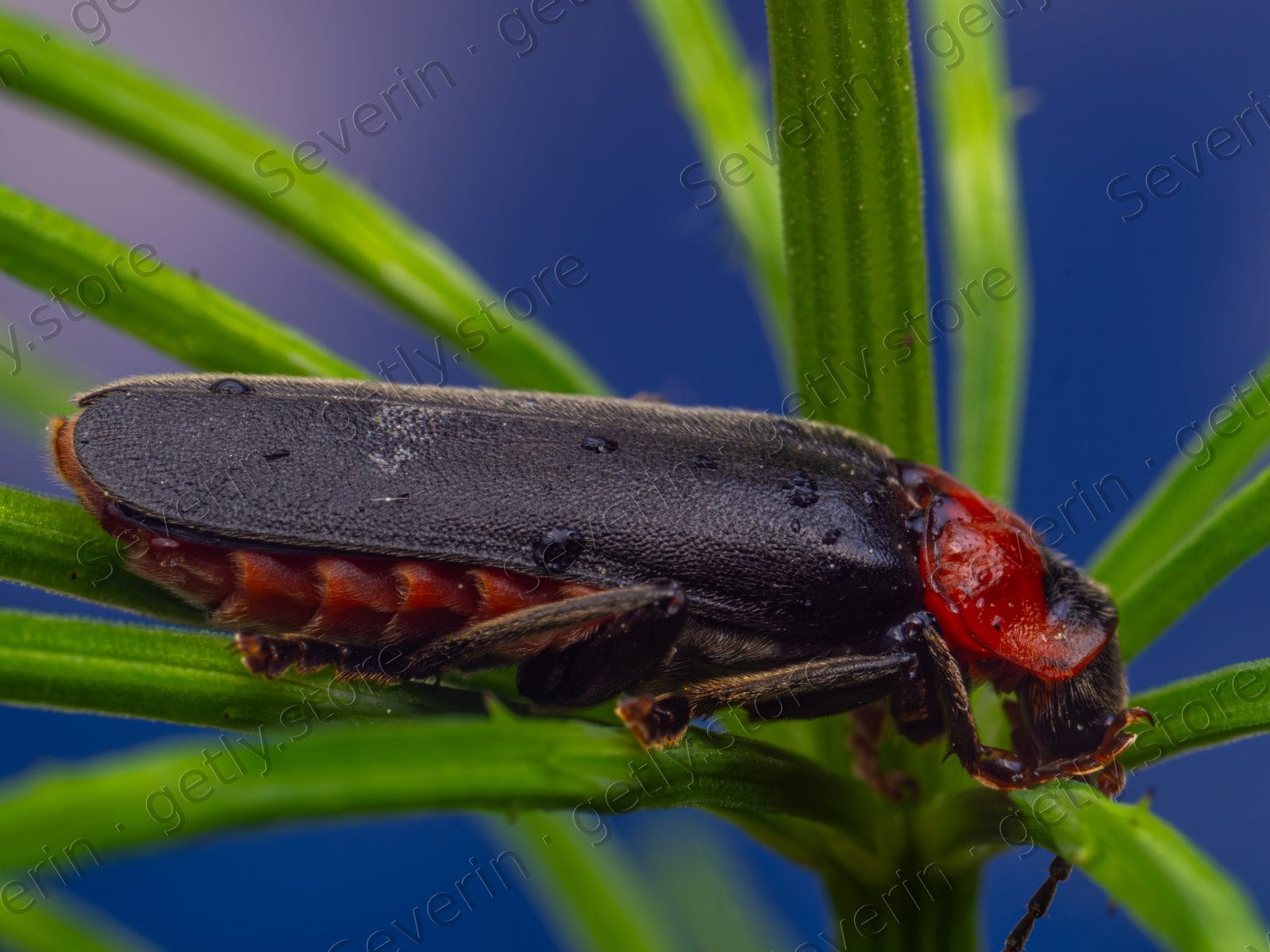 Dark soldier beetle on green conifer needles