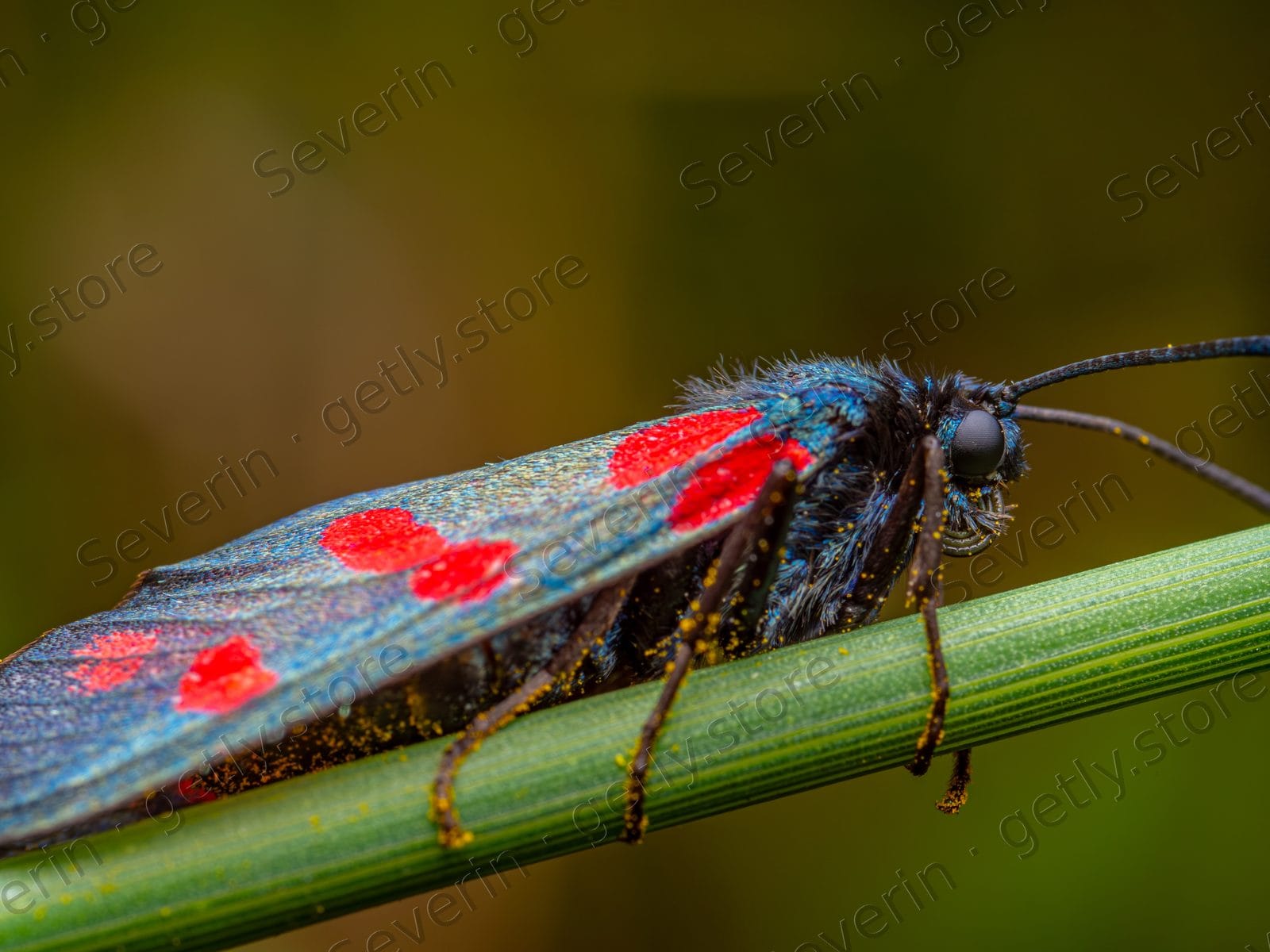Six-spot burnet moth on a thin green stem