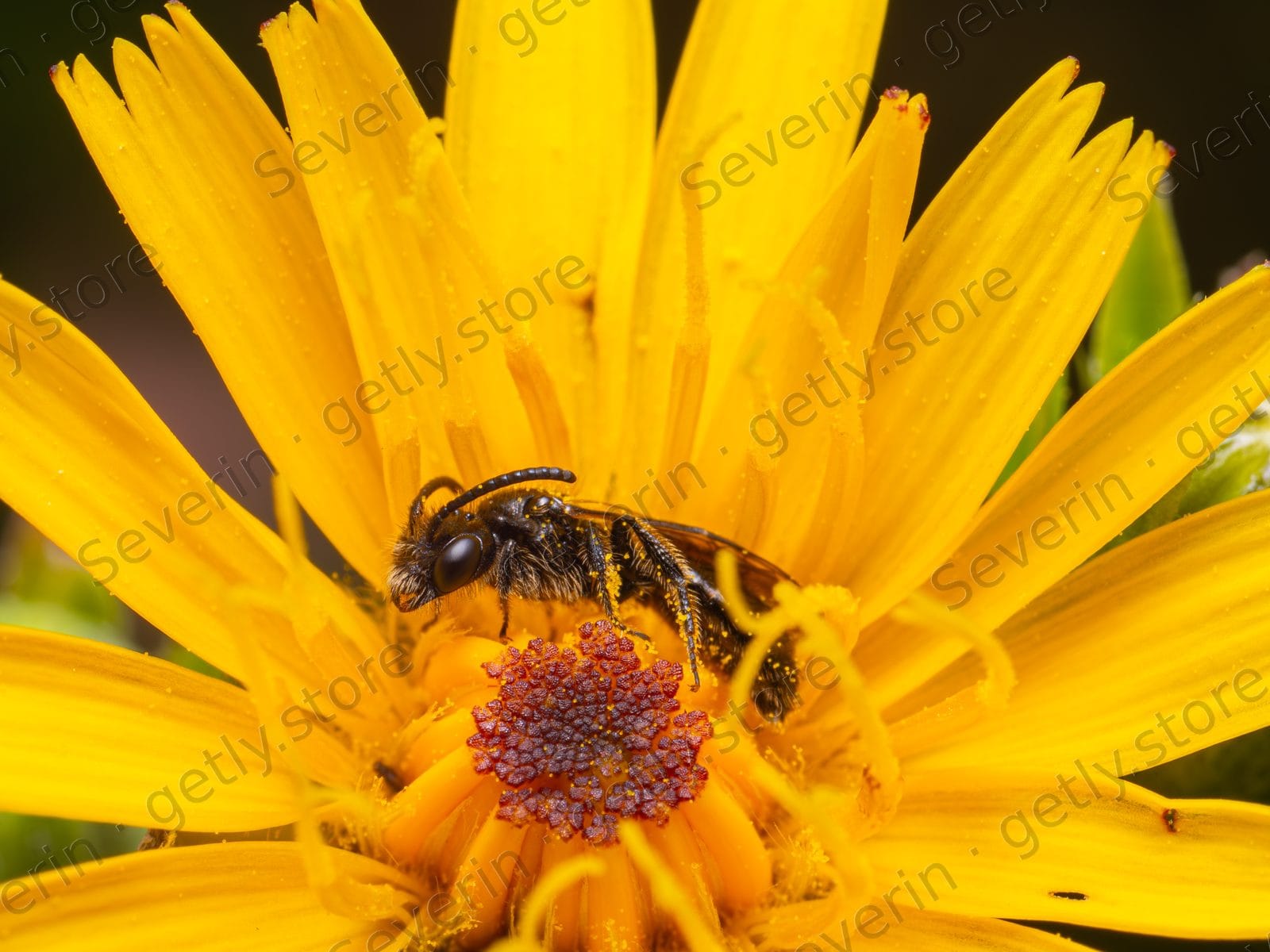 Small bee buried in a bright yellow flower